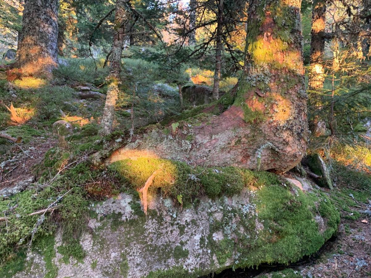 Gite " Oree Des Bois" Vertolaye Ngoại thất bức ảnh