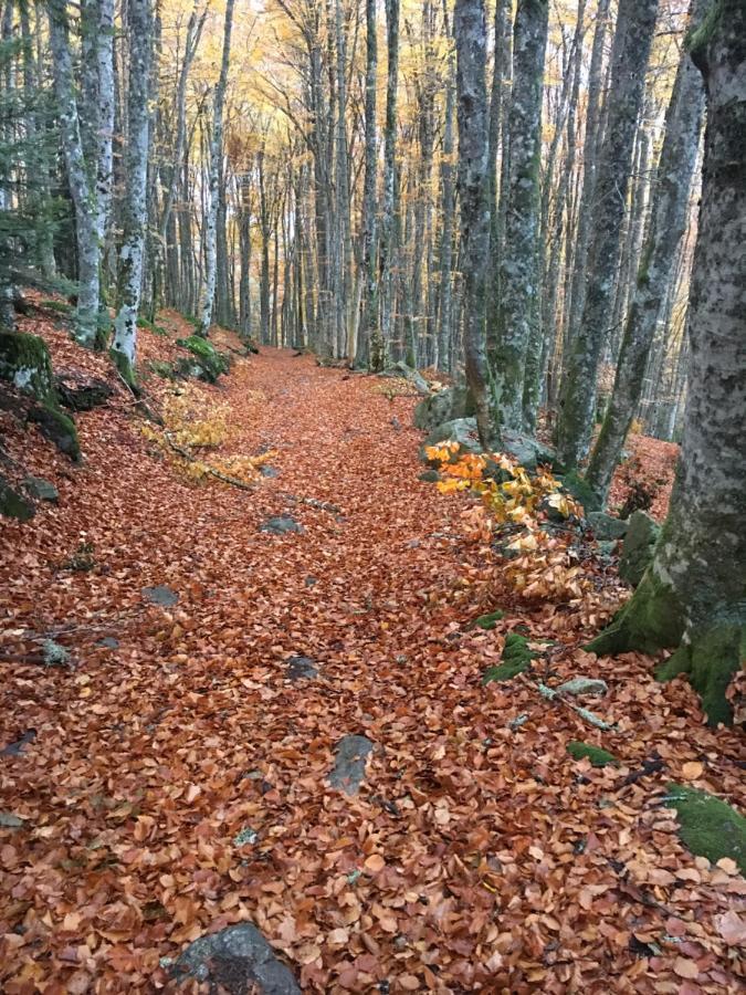 Gite " Oree Des Bois" Vertolaye Ngoại thất bức ảnh